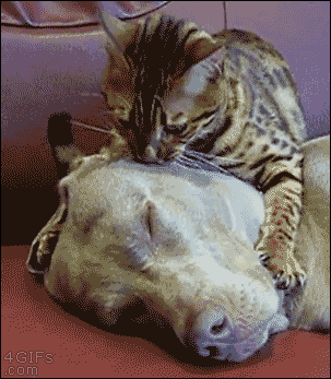 Video gif. Striped tabby cat kneads the head of a sleeping grey dog, massaging continuously as the cat licks the dog’s face.