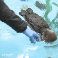 Sea Otter Float GIF by Monterey Bay Aquarium