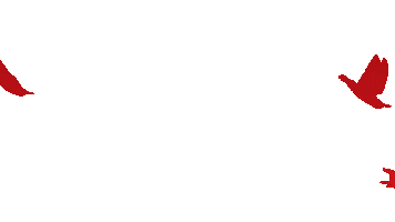 Birds Sticker by TV2 HUN