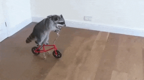 Electric Cyclery bicycle raccoon trash panda GIF