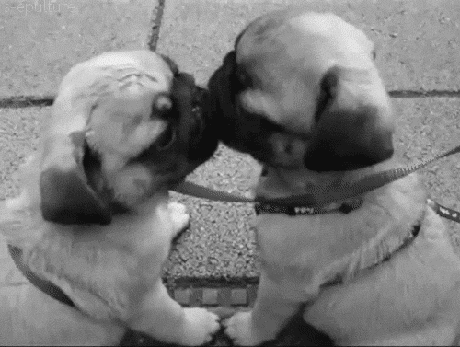 In Love Dog GIF - Find & Share on GIPHY