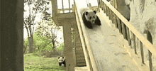 cute panda GIF