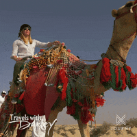 Camel Ride Wildlife GIF by Ovation TV
