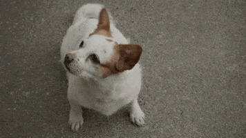 Lost Dog GIF by Dell Technologies