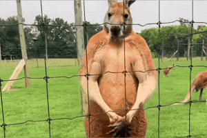 Kangaroo Zoodles GIF