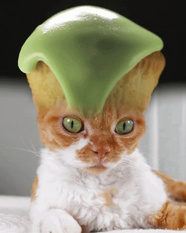 Devon Rex Cat GIF