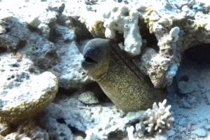 Diving GIF