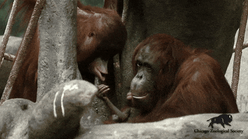 Family Time Baby GIF by Brookfield Zoo