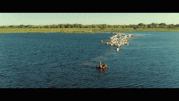 Abubuya GIF