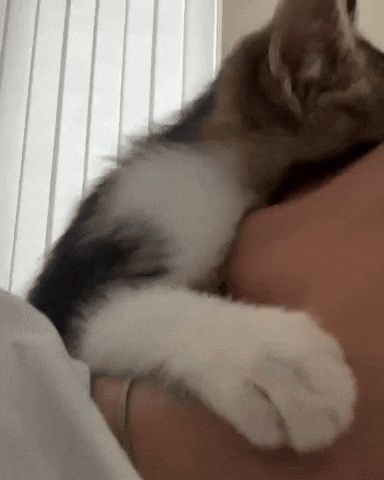 Cat Kitty GIF