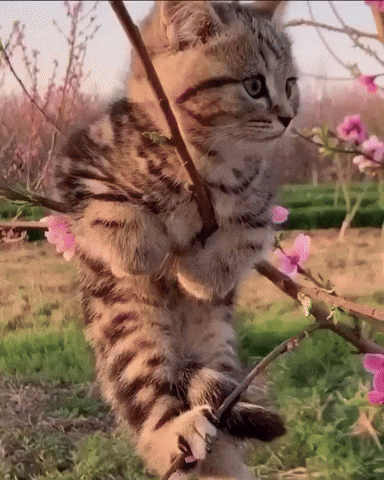 Kitten Cat Tree GIF by JustViral