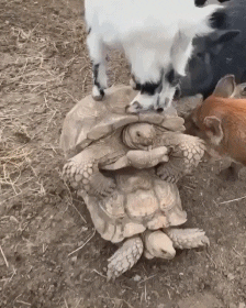 giphy.gif
