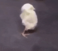 Bird Reaction GIF by JustViral