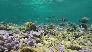 Fish Tank Ocean GIF by U.S. Fish and Wildlife Service
