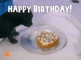 Adopt Happy Birthday GIF by Best Friends Animal Society
