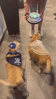 Dog Siblings Reunite to Celebrate 13th Birthday 'Bark Mitzvah'