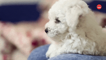 Dog Puppy GIF by BuzzFeed