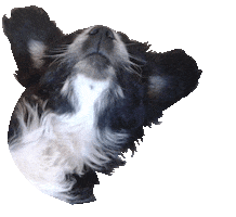 Puppy Corazon Sticker by heyencadaetapa