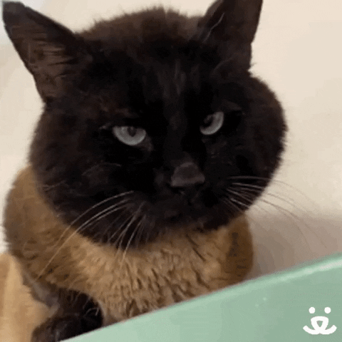 Cat Hello GIF by Best Friends Animal Society