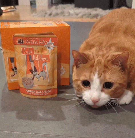 Shaq Orange Cat GIF