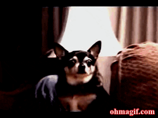 Shocked Dog GIF - Find & Share on GIPHY