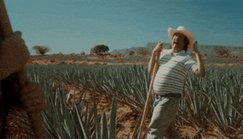Danny Mcbride Don Gato GIF by Don Gato Tequila