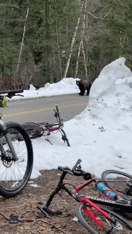 Grizzly Bear GIF by Storyful
