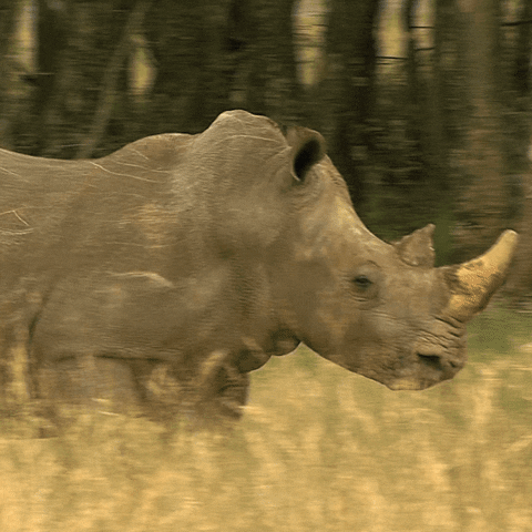 GIF by Indasa Brasil