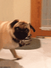 Funny-dog GIFs - Get the best GIF on GIPHY