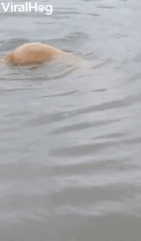 Doggy Dives Deep To Hunt Rocks GIF by ViralHog