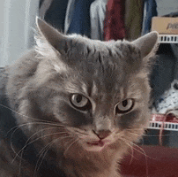 Cat GIF