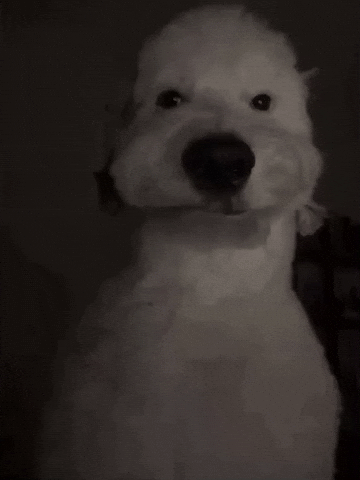 Dog Stare GIF