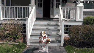 Walk Beagle GIF