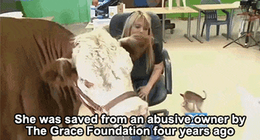 animal rescue dog GIF by HuffPost