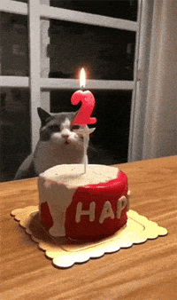 Birthday Cat Birthday Cake GIF - Birthday Cat Birthday Cake Birthday -  Discover & Share GIFs