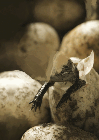 Baby Dragon GIF
