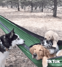 9x24-dogs-best-friend GIFs - Get the best GIF on GIPHY