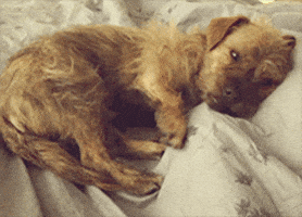200.gif?cid=f0bdee70o4wf3s8cfxbdkkwgr524cou2rwavgb93n9b24wlb&rid=200.gif&ct=g