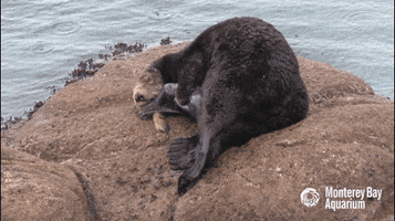 sea otter mom GIF by Monterey Bay Aquarium