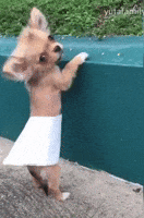 Strip Tease Reaction GIF by JustViral