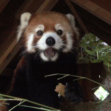 Excited Red Panda Gif By Oregon Zoo Find Share On Giphy Excited Red Panda Gif By Oregon Zoo Find Share On Giphy