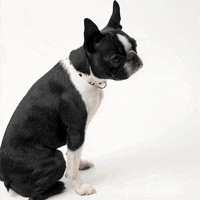 Boston Terrier Fist Bump GIF by Rover.com