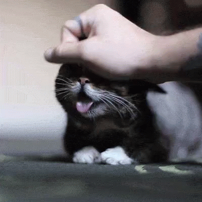 International Cat Day GIF by memecandy - Find & Share on GIPHY