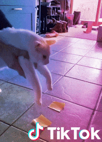 Chaton Gifs Get The Best Gif On Giphy