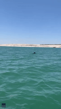 Rare Bear Spotted Cooling Off in South Texas Lake