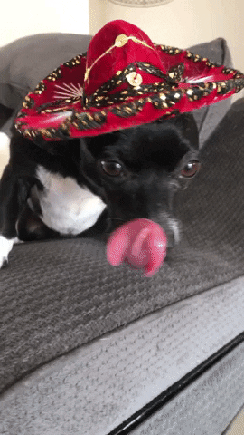 TacotarianLV dogs mexican chihuahua sombrero GIF