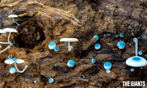 The Giants Forest GIF by Madman Entertainment - Find & Share on GIPHY