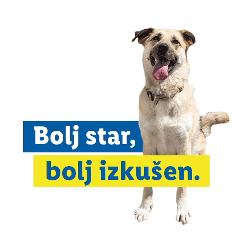 Cat Dog Sticker by Lidl Slovenija