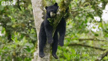 Tired Andean Bear GIF by BBC Earth