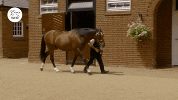 Sir Henry Cecil Frankel GIF by World Horse Racing